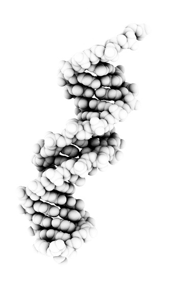 Double Helix of DNA