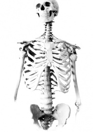 Skeleton and the History of Anatomy